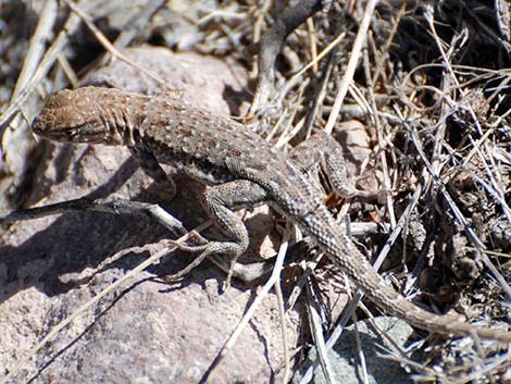 Common Side-blotched Lizard (Uta stansburiana)