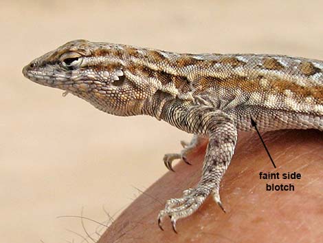 Side-blotched Lizard (Uta stansburiana)