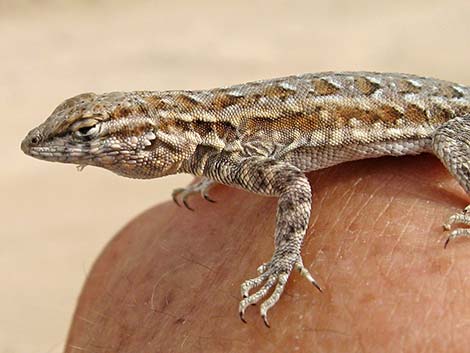 Side-blotched Lizard (Uta stansburiana)