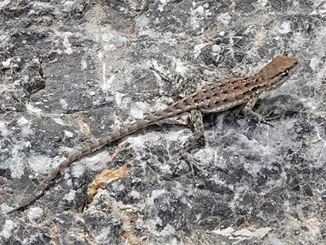 Common Side-blotched Lizard (Uta stansburiana)