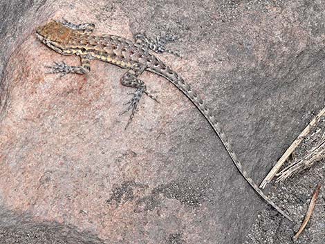 Common Side-blotched Lizard (Uta stansburiana)