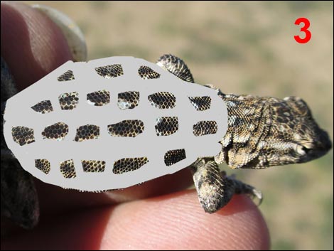 Common Side-blotched Lizard (Uta stansburiana)