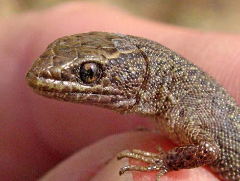 Desert Night Lizard (Xantusia vigilis)