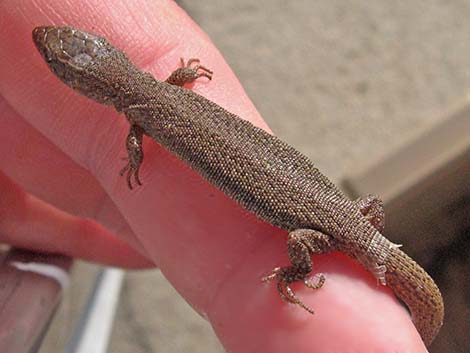 Desert Night Lizard (Xantusia vigilis)