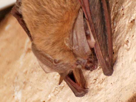 Townsend's Big-eared Bat (Corynorhinus townsendii)