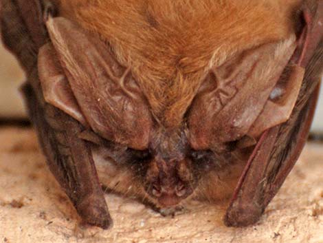 Townsend's Big-eared Bat (Corynorhinus townsendii)