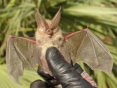 Townsend's Big-eared Bat (Corynorhinus townsendii)