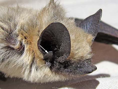 Canyon Bat (Pipistrellus hesperus)