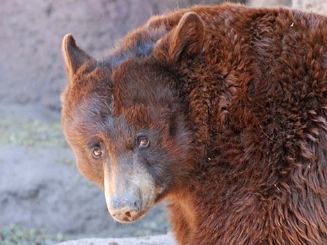 Black Bear (Ursus americanus)