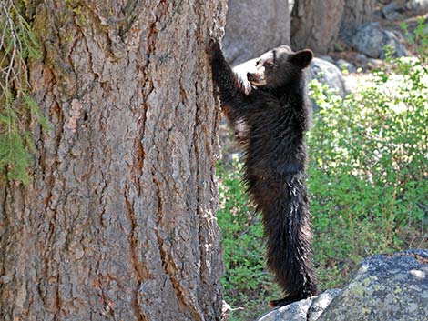 Black Bear (Ursus americanus)