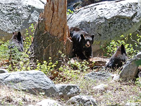 Black Bear (Ursus americanus)