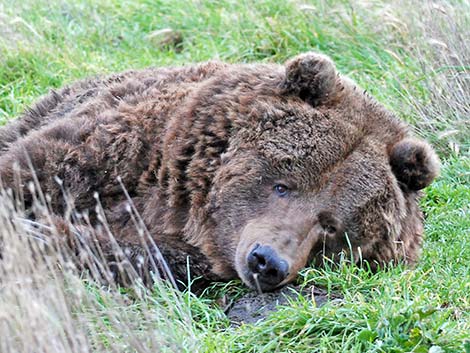 Grizzly Bear (Ursus arctos horribilis)