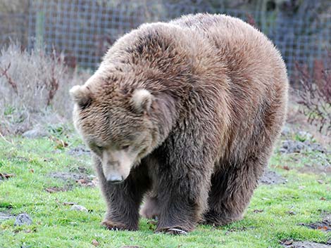 Grizzly Bear (Ursus arctos horribilis)