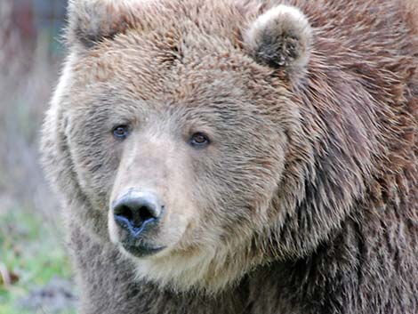 Grizzly Bear (Ursus arctos horribilis)