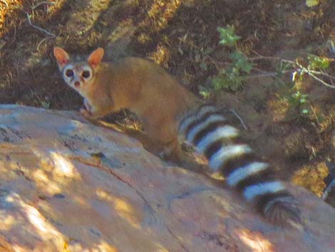 Ringtail (Bassariscus astutus)