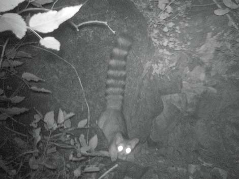 Ringtail (Bassariscus astutus)