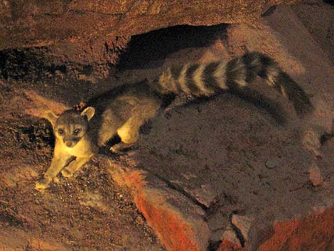 Ringtail (Bassariscus astutus)