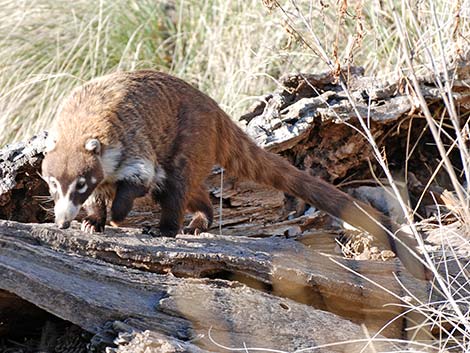 White-nosed Coati (Nasua narica)