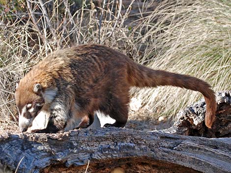 White-nosed Coati (Nasua narica)