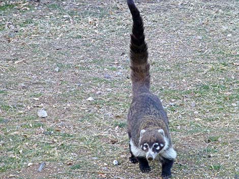 White-nosed Coati (Nasua narica)