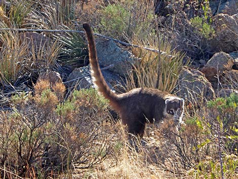 White-nosed Coati (Nasua narica)