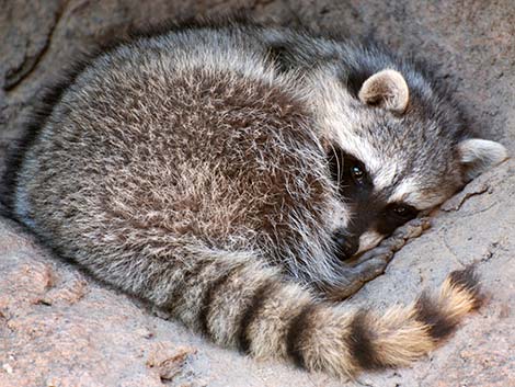 Raccoon (Procyon lotor)