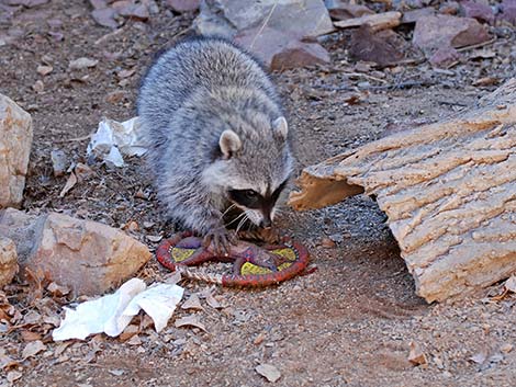 Raccoon (Procyon lotor)