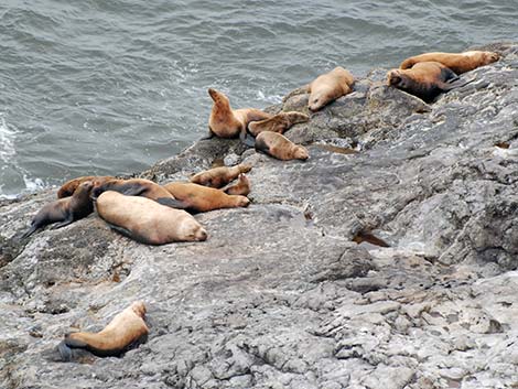 Steller Sea Lion (Eumetopias jubatus)