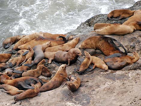 Steller Sea Lion (Eumetopias jubatus)