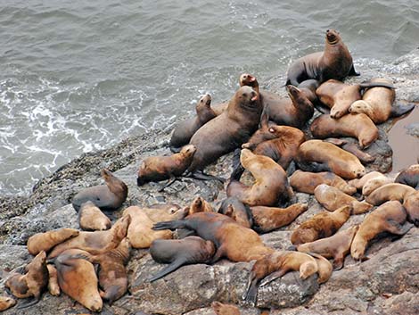 Steller Sea Lion (Eumetopias jubatus)