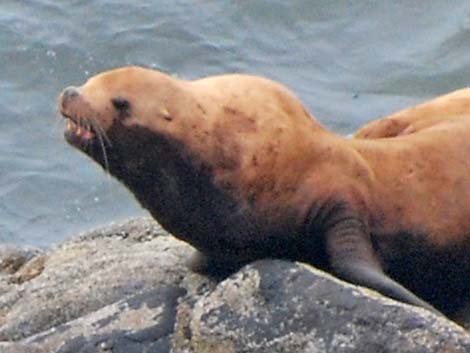 Steller Sea Lion (Eumetopias jubatus)