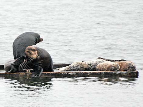 California Sea Lion (Zalophus californicus)