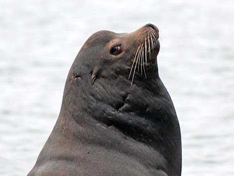 California Sea Lion (Zalophus californicus)