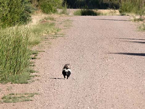 Striped Skunk (Mephitis mephitis)