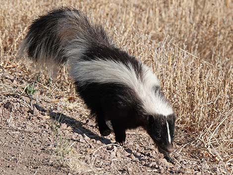 Striped Skunk (Mephitis mephitis)