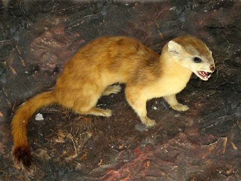 Long-tailed Weasel (Mustela frenata)