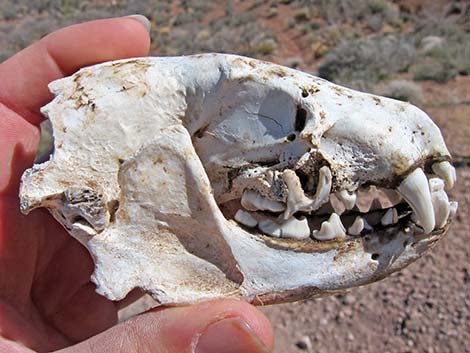 American Badger (Taxidea taxus)