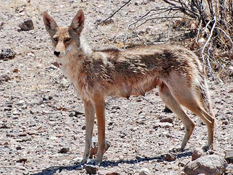 Coyote (Canis latrans)