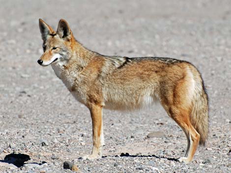 Coyote (Canis latrans)