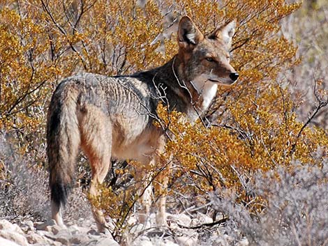 Coyote Animal Facts  Canis latrans - AZ Animals
