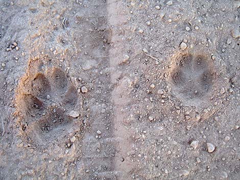 Kit Fox (Vulpes macrotis)