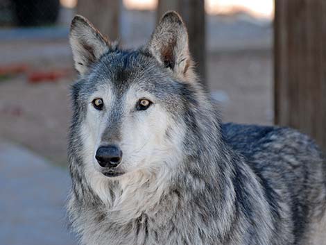 Gray Wolf (Canis lupus)