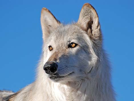 Gray Wolf (Canis lupus)