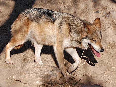 Gray Wolf (Canis lupus)