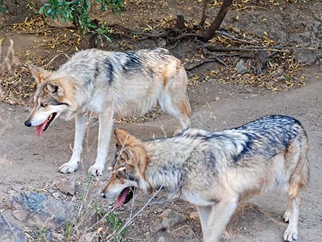 Gray Wolf (Canis lupus)