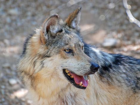 Mexican Wolf (Canis lupus baileyi)