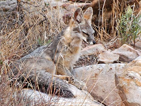 Gray Fox (Urocyon cinereoargenteus)