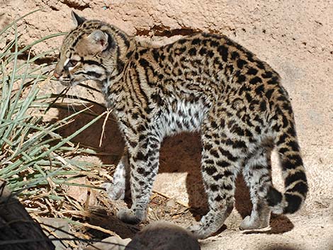 Ocelot (Leopardus pardalis)