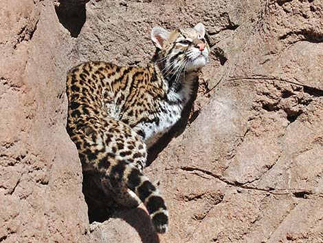 Ocelot (Leopardus pardalis)