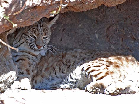 Bobcat (Lynx rufus)